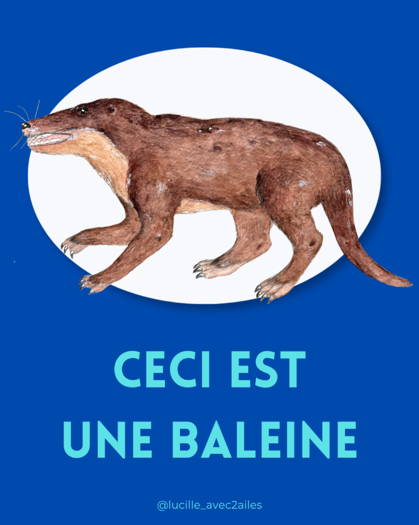 Pakicetus Illustration naturaliste vulgarisation scientifique Lucille Lacroix Illustratrice illustrateur Occitanie Toulouse Paris