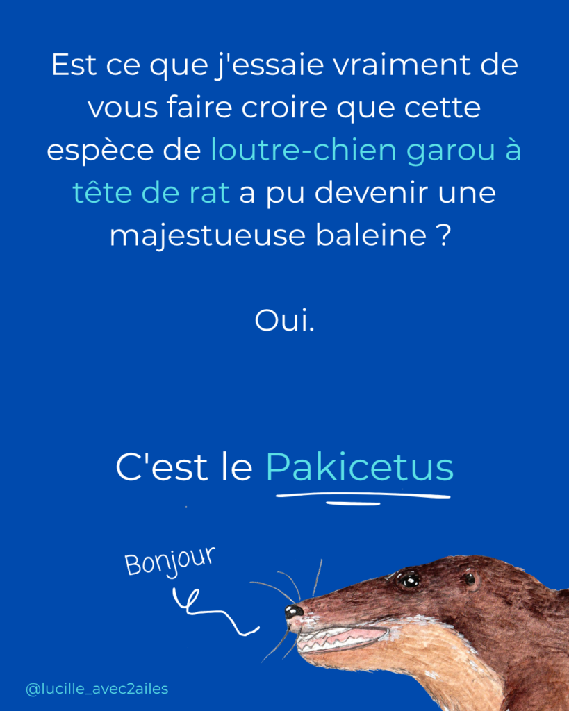 Pakicetus Illustration naturaliste vulgarisation scientifique Lucille Lacroix Illustratrice illustrateur Occitanie Toulouse Paris