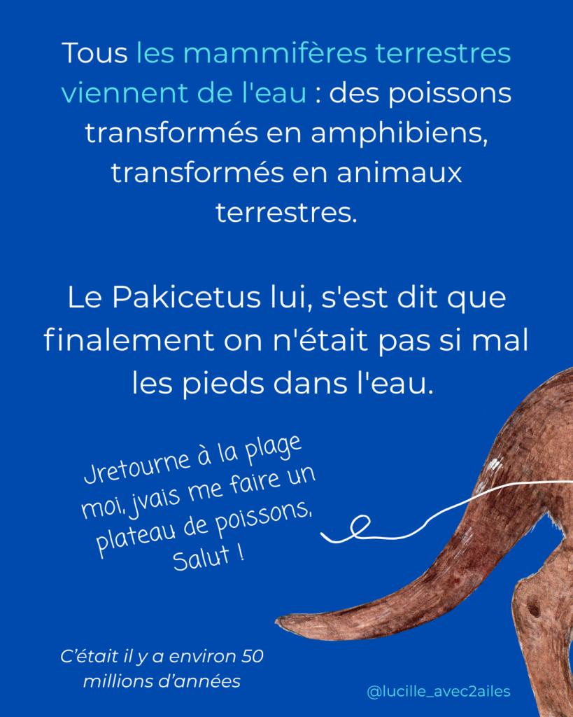 Pakicetus Illustration naturaliste vulgarisation scientifique Lucille Lacroix Illustratrice illustrateur Occitanie Toulouse Paris
