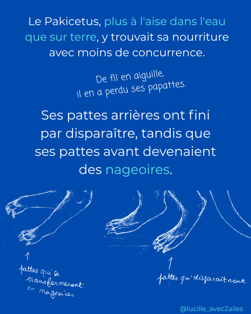 Pakicetus Illustration naturaliste vulgarisation scientifique Lucille Lacroix Illustratrice illustrateur Occitanie Toulouse Paris