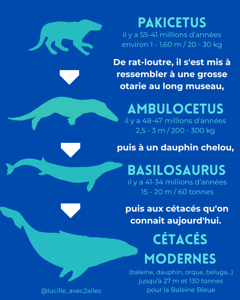 Pakicetus Illustration naturaliste vulgarisation scientifique Lucille Lacroix Illustratrice illustrateur Occitanie Toulouse Paris