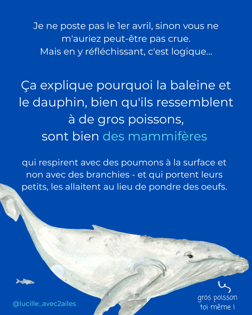 Baleine Pakicetus Illustration naturaliste vulgarisation scientifique Lucille Lacroix Illustratrice illustrateur Occitanie Toulouse Paris