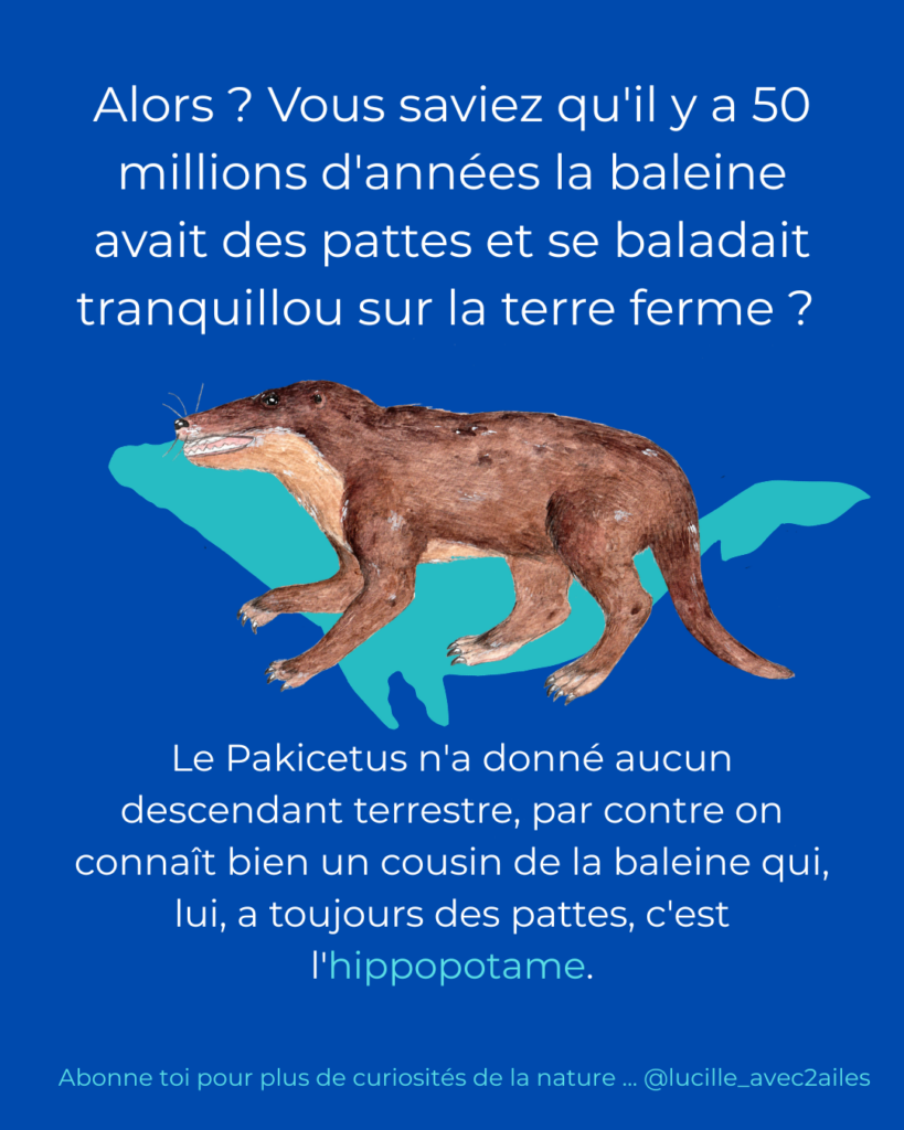 Pakicetus Illustration naturaliste vulgarisation scientifique Lucille Lacroix Illustratrice illustrateur Occitanie Toulouse Paris